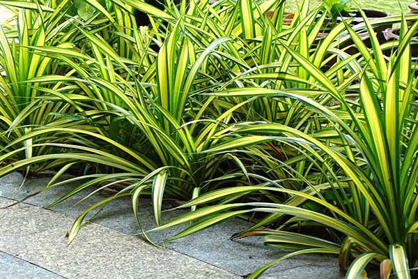 گل پاندانوس